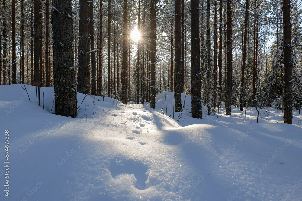 Fototapeta premium winter forest scenery with sun shining trough the trees.