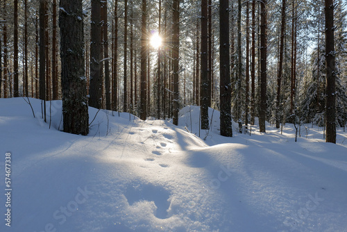 winter forest scenery with sun shining trough the trees.