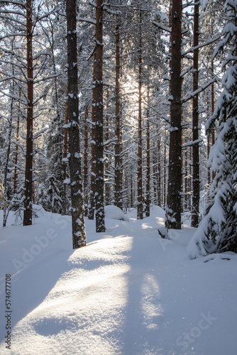 snowy winter forest scenery during day time. sun is shining.