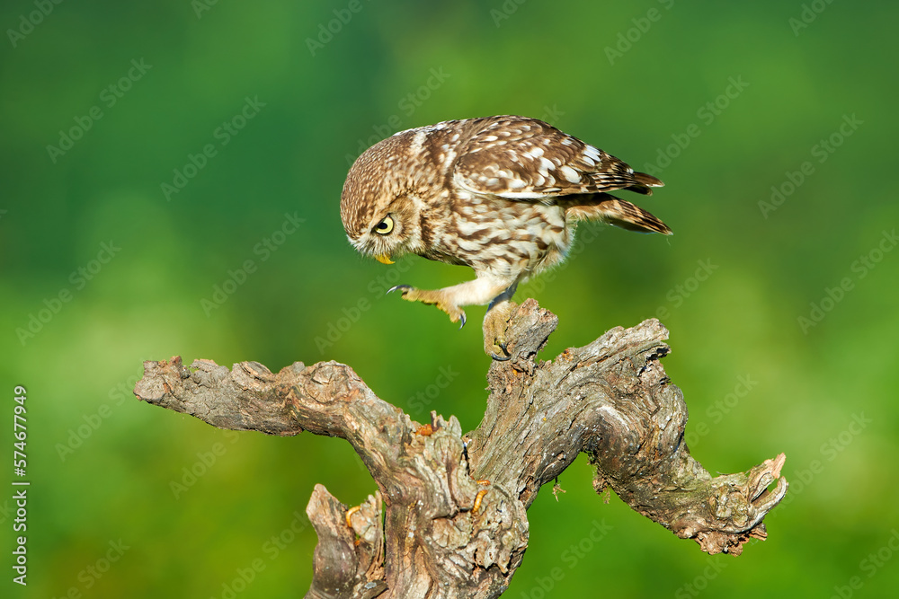 Obraz premium Little owl concentrated on tree stumps