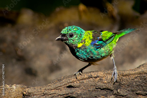 Green-Headed Tanager over brown wood background