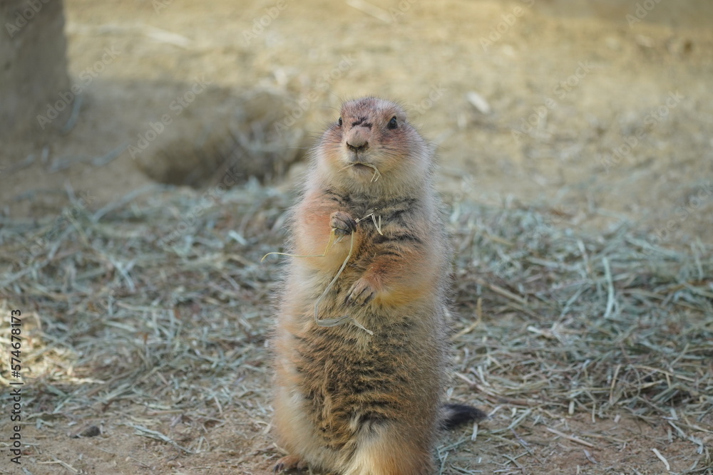 Fototapeta premium プレーリードッグ