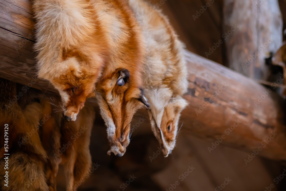 Red fox deals fur fashion