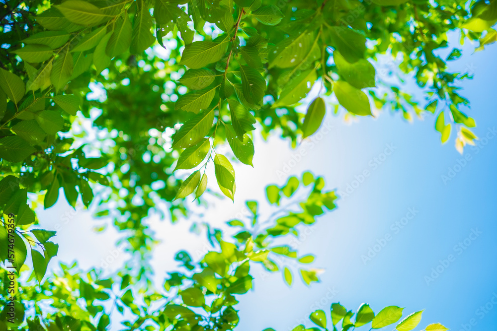 Obraz premium 新緑と青空