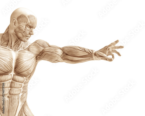 muscle man anatomy in an white background
