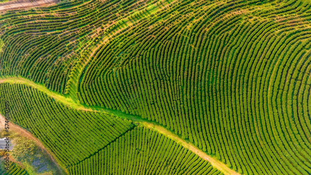 Fototapeta premium Plantation ecological tea garden. Green tea mountain. tea plantation background. Beautiful Tea field leaf on mountain. 
