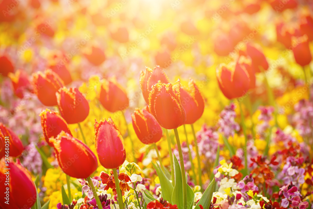 Red tulip flowers Red tulip flowers