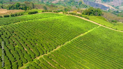 Plantation ecological tea garden. Green tea mountain. tea plantation background. Beautiful Tea field leaf on mountain. 