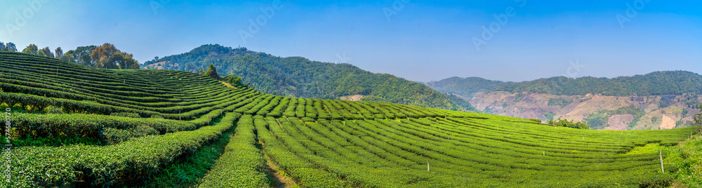 Plantation ecological tea garden.  Green tea mountain. tea plantation background. Beautiful Tea field leaf on mountain.
