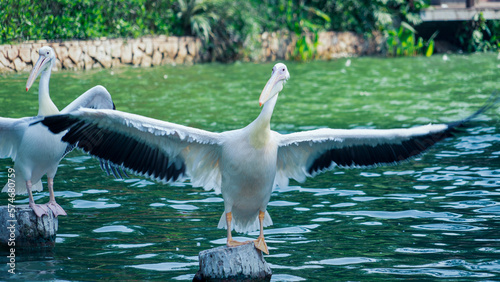 Fototapeta Naklejka Na Ścianę i Meble -  white pelican