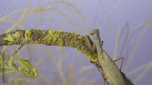 Slow motion, Two large female praying mantis meet on the same tree branch and attack each other. Conflict of Transcaucasian tree mantis (Hierodula transcaucasica). photo