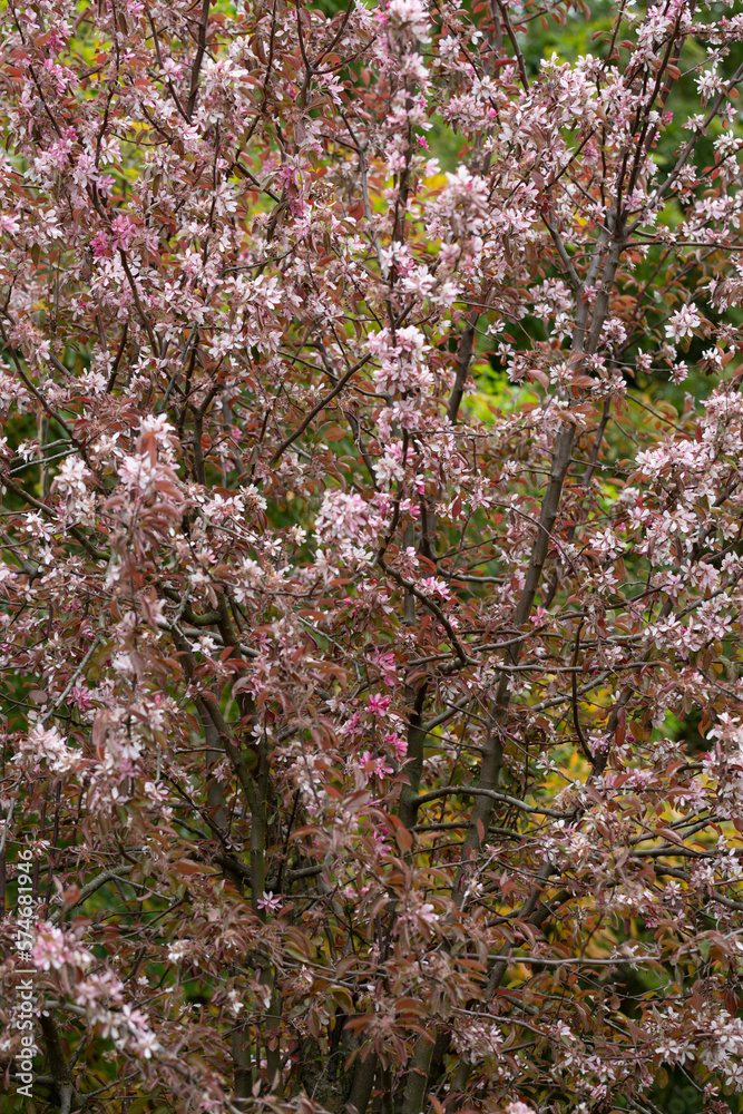 Malus niedzwetzkyana closeup, selective soft focus. Decorative apple tree with bright flowers. Purple blossoms in spring apple tree garden Malus niedzwetzkyana closeup, selective soft focus. Decorative apple tree with bright flowers. Purple blossoms in spring apple tree garden