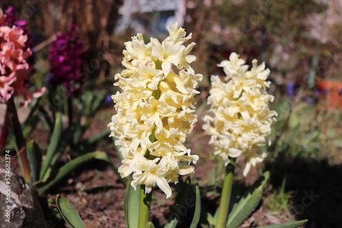Hyacintus Gipsy Princess. Closeup of scented yellow hyacinth flowers in a garden. With a beautifully blurred background effect, copy-space.