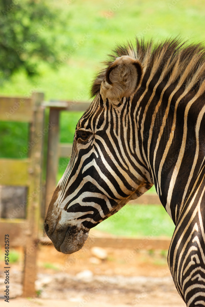 Fototapeta premium Portrait of a zebra in an animal reserve.