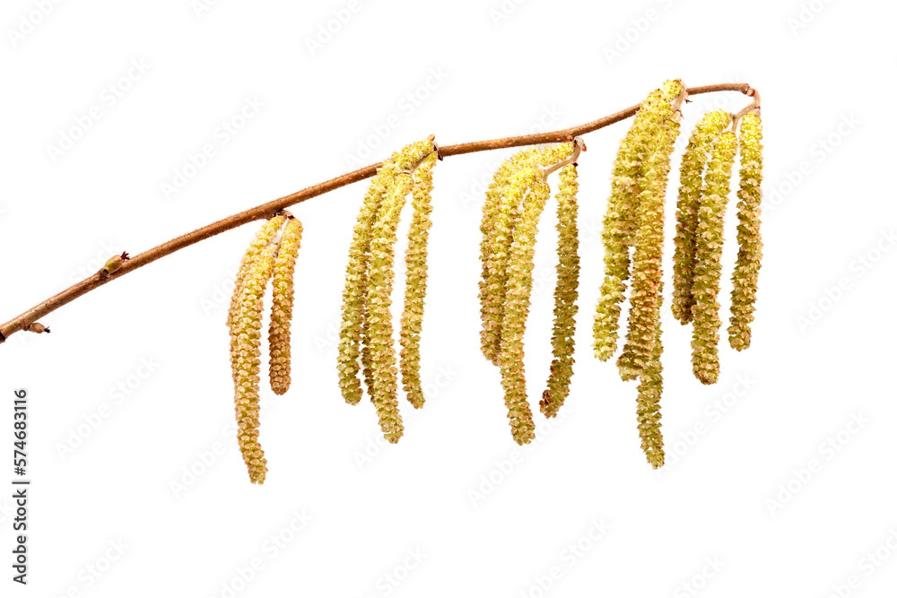 Obraz premium Haselnuss Pollen