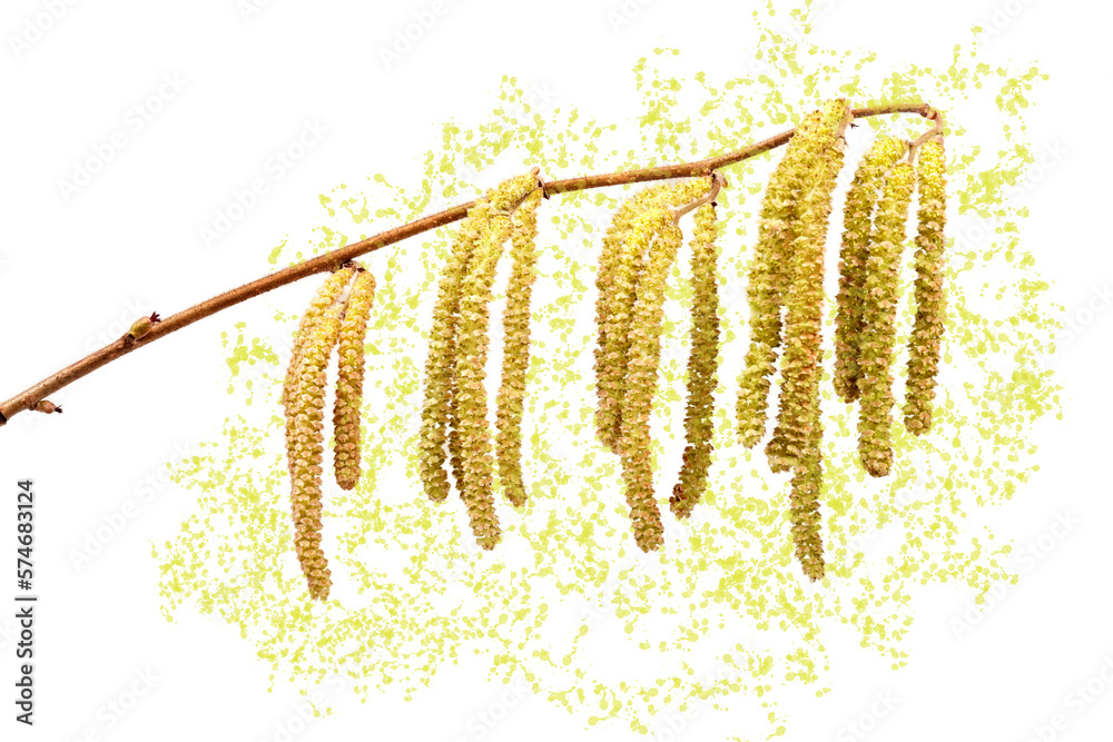 Naklejka premium Haselnuss Pollen