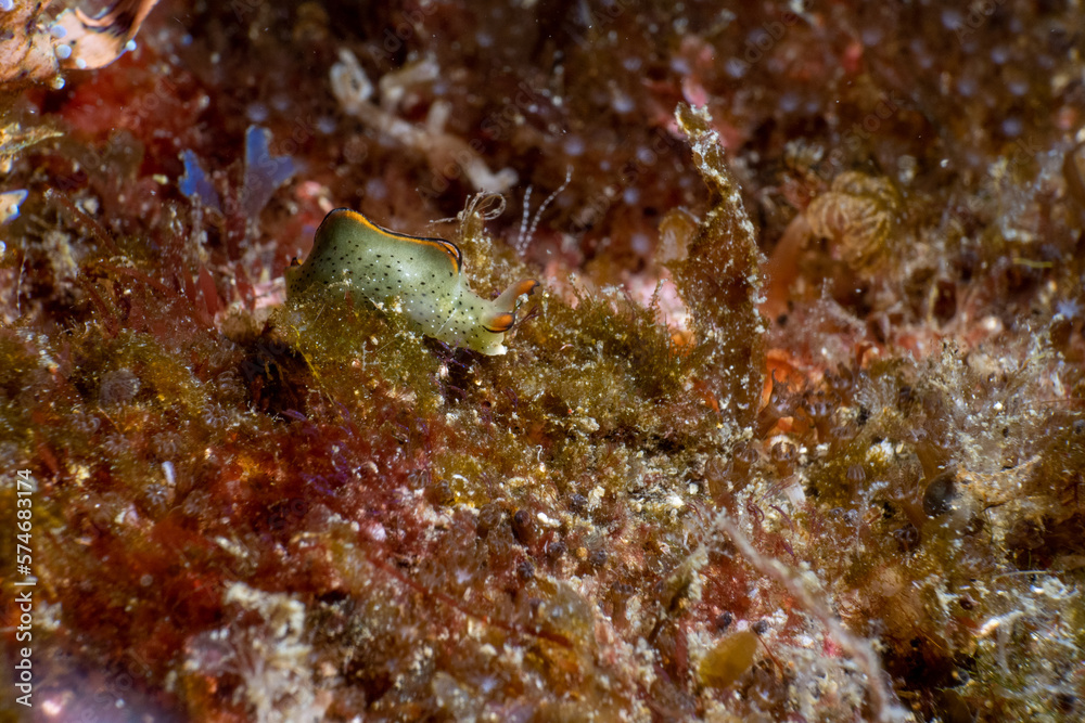 Underwater friends in beautiful Jeju Island
Underwater friends in beautiful Jeju Island