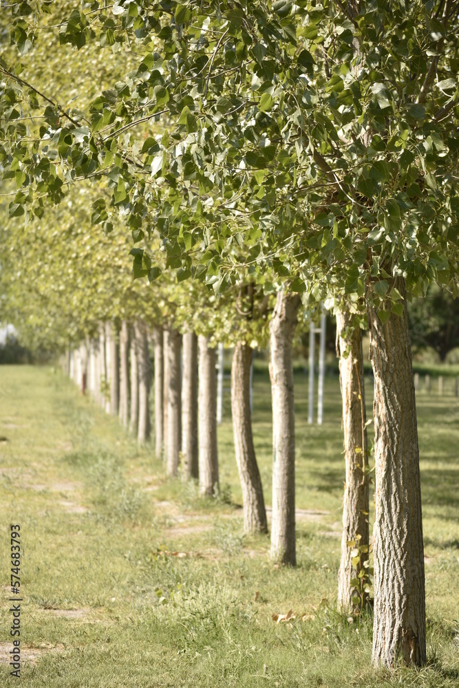 conjunto de árboles al costado del camino conjunto de árboles al costado del camino
