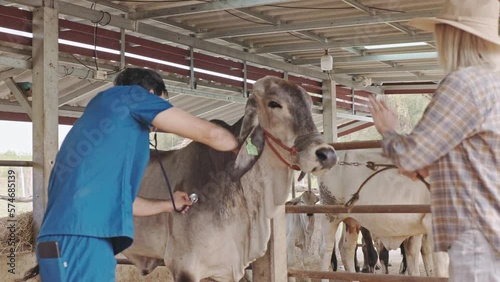 Brahman cattle being checked for health by a livestock doctor and rancher in a clean pen. cattle breeding farm