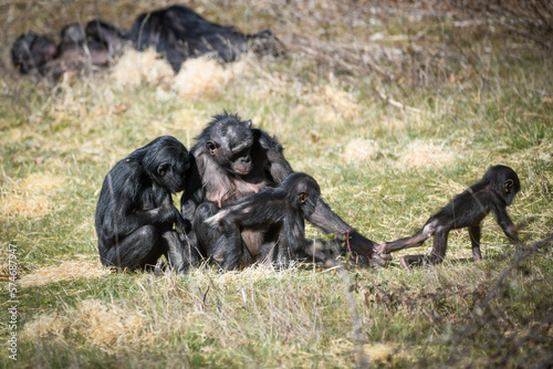 Naissance chez les Bonobos © Patrick