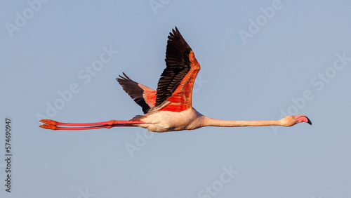 Flamingos in flight in the sky of Camargue, France