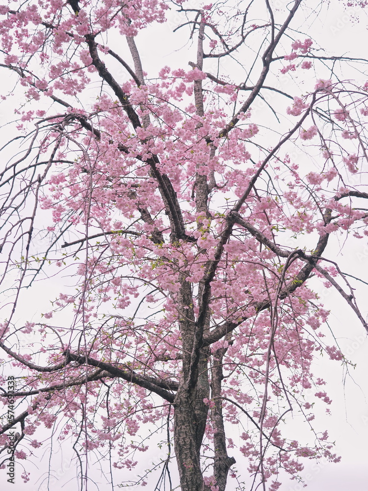 桜の花のある風景