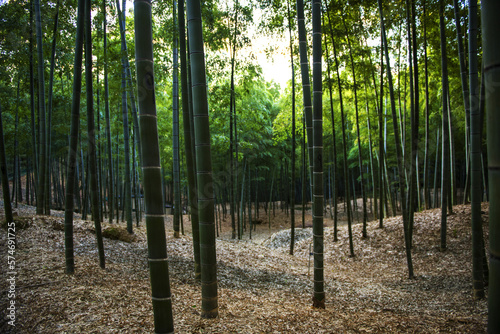 Sunset Bamboo Forest in Kyoto Japan