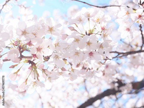 桜の花のある風景