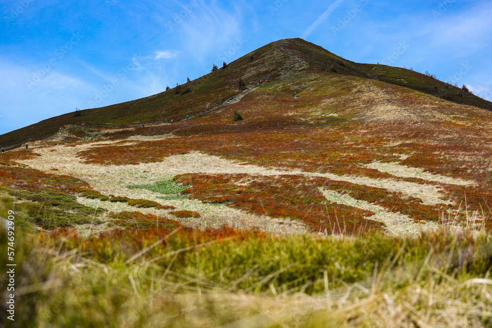 beautiful mountain glade during spring, colorful mountain with plants coming back to life; spring landscape of european mountains beautiful mountain glade during spring, colorful mountain with plants coming back to life; spring landscape of european mountains