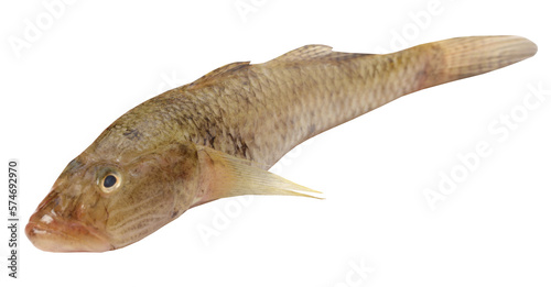 Tank goby of popular Bele fish of Indian subcontinent photo