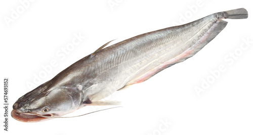 Boal fishes over white background photo