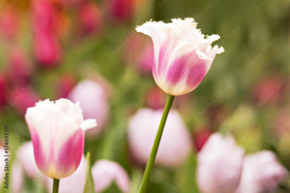 Pink tulips with white fringe blooms in the garden in April Pink tulips with white fringe blooms in the garden in April