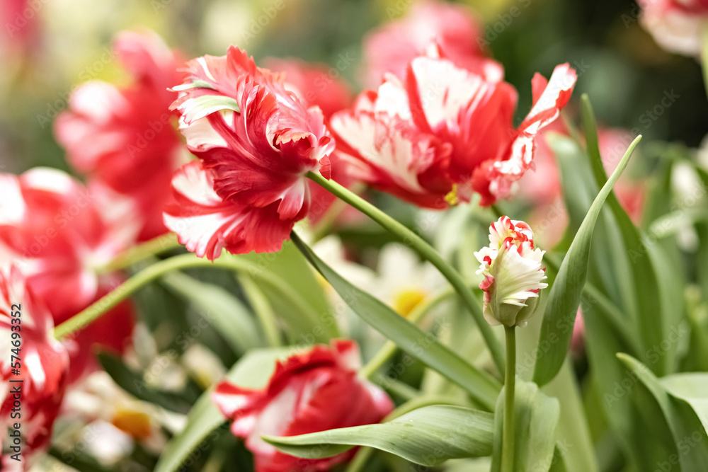 Pink tulips with white fringe blooms in the garden in April Pink tulips with white fringe blooms in the garden in April