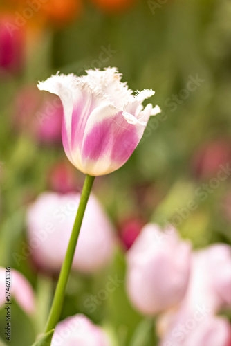 Pink tulips with white fringe blooms in the garden in April