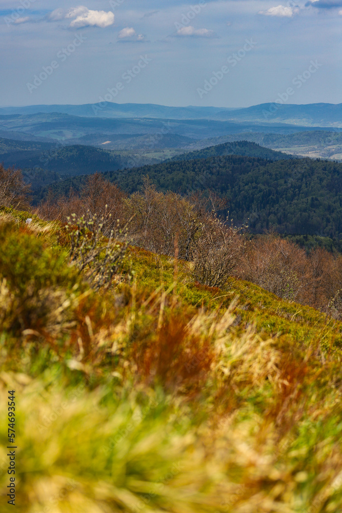 colourful panorama of mountains during spring; mountain plants coming to life and blooming in the European mountains, bieszczady, poland