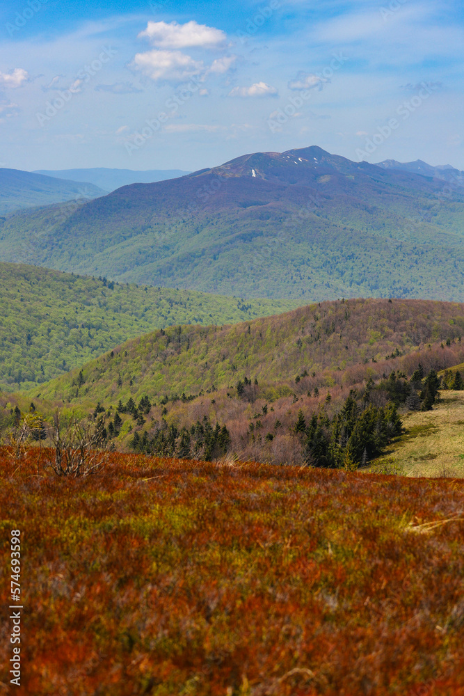 colourful panorama of mountains during spring; mountain plants coming to life and blooming in the European mountains, bieszczady, poland