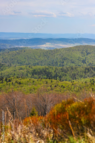 Fototapeta Naklejka Na Ścianę i Meble -  colourful panorama of mountains during spring; mountain plants coming to life and blooming in the European mountains, bieszczady, poland