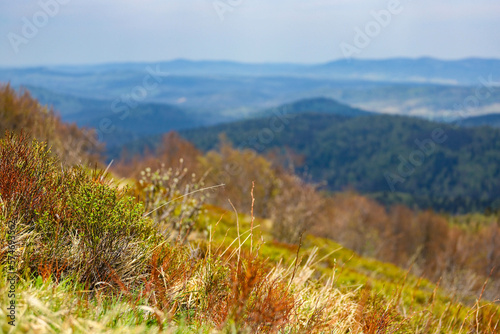 Fototapeta Naklejka Na Ścianę i Meble -  colourful panorama of mountains during spring; mountain plants coming to life and blooming in the European mountains, bieszczady, poland