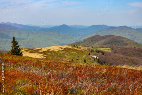 Fototapeta Naklejka Na Ścianę i Meble -  colourful panorama of mountains during spring; mountain plants coming to life and blooming in the European mountains, bieszczady, poland