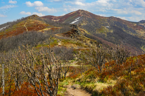 scenic path through the mountains with colorful plants during spring; european vegetation coming back to life