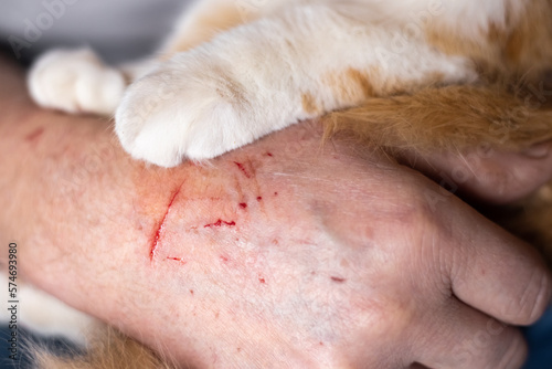 Quadro su tela The scratched hand of the pet owner and the paws of the cat