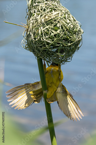 Ploceus velatus - Southern masked weaver - African masked weaver - Tisserin à tête rousse - Tisserin à front noir - Tisserin masqué photo