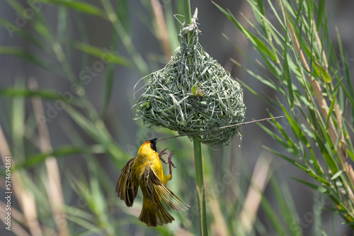 Ploceus velatus - Southern masked weaver - African masked weaver - Tisserin à tête rousse - Tisserin à front noir - Tisserin masqué photo