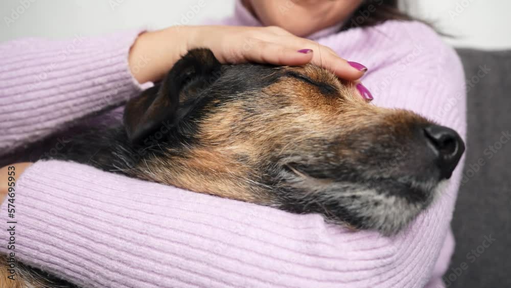 Adorable close up video of crossbreed dog being pet and kissed by Latin woman wearing eyeglasses Adorable close up video of crossbreed dog being pet and kissed by Latin woman wearing eyeglasses