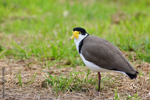 Native Spur-winged Plover or Masked lapwing - Vanellus miles - in grassland, beautiful yellow wattles, blurred green background, in the South Island, New Zealand