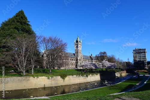 Beautiful pink cherry blossoms at the campus of the University of Otago - outside the historic clocktower complex of the university, in Dunedin, New Zealand, blue sky background