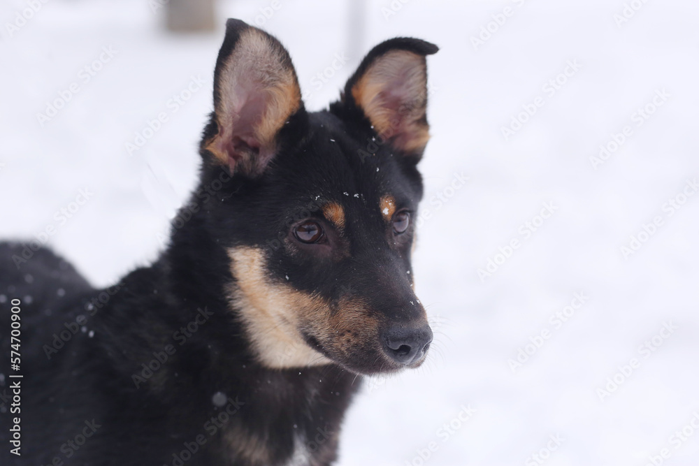 shepherd dog puppy close up portrait on white snow background shepherd dog puppy close up portrait on white snow background