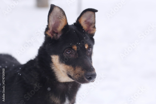  shepherd dog puppy close up portrait on white snow background
