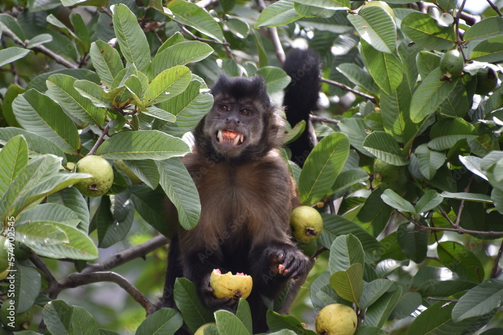 Obraz premium Monkeys in nature 