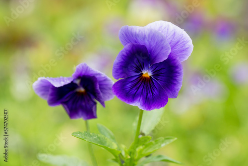 Adorable blooming pansies in summer garden on natural background © Marina